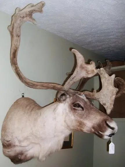Felted Antler Caribou Shoulder Mount