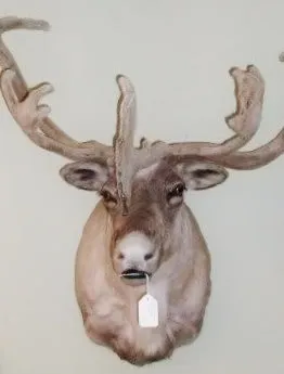 Felted Antler Caribou Shoulder Mount