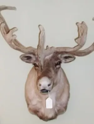 Felted Antler Caribou Shoulder Mount